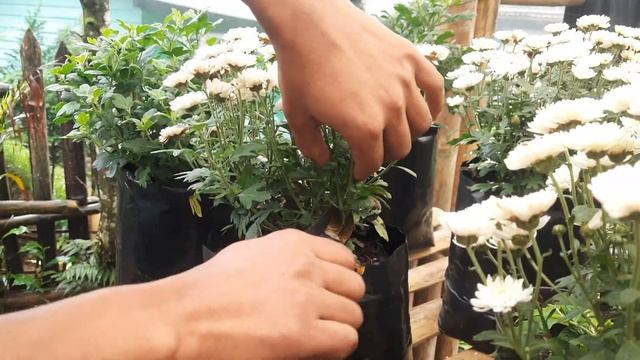 chrysanthemum dwarfvariety chrysanthemumflower multiflora flower plants gardening tips