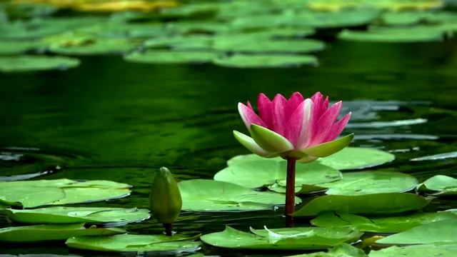 lutoz water lily blooms смотреть онлайн