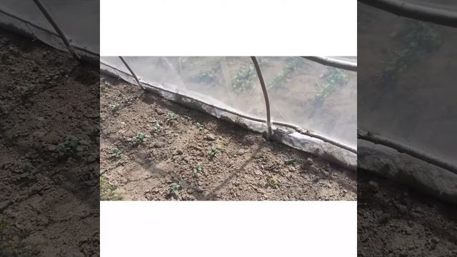 Вирощування огірків🥒у теплиці. Теплиця своїми руками. смотреть онлайн