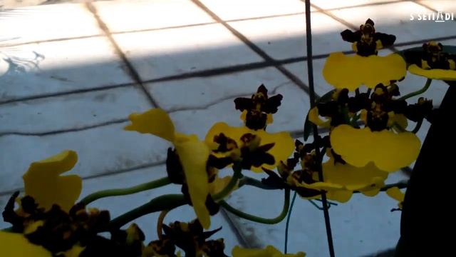TERNYATA GAMPANG!!! ONCIDIUM MOON SHADOW 'TIGER TAIL'