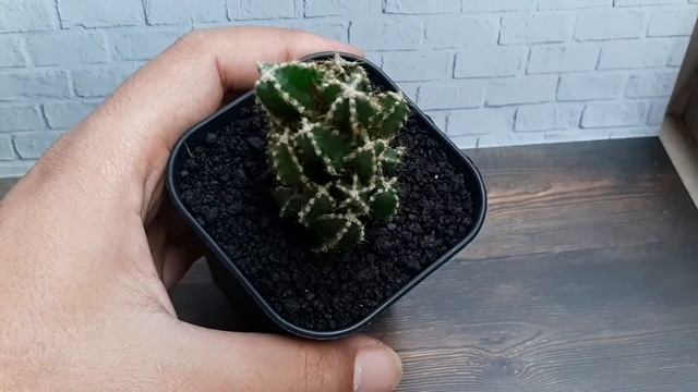Fairy castel cactus kaktus candi смотреть онлайн