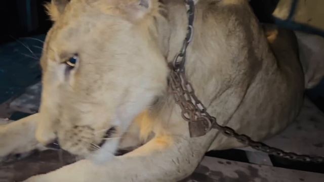 LION 🦁ny Ali pr Attack kr deya 😳|| bach gaya Ali || Ali ny Lion 🦁 ki dum pakar li 😱 || смотреть онлайн