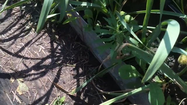 Вивара 17 июня 2021 г. смотреть онлайн