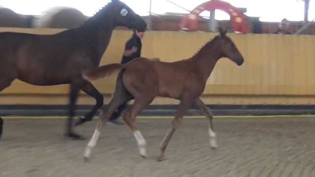 Belissimo M-Desperados filly * 04/ 2016 for sale смотреть онлайн