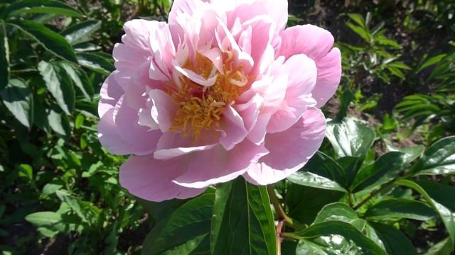 Пион Норсвинд Мэйден ( сеянец Сейдл Н1)/Northwind Maiden (Seidl H1).  -Seidl/Bremer 2021