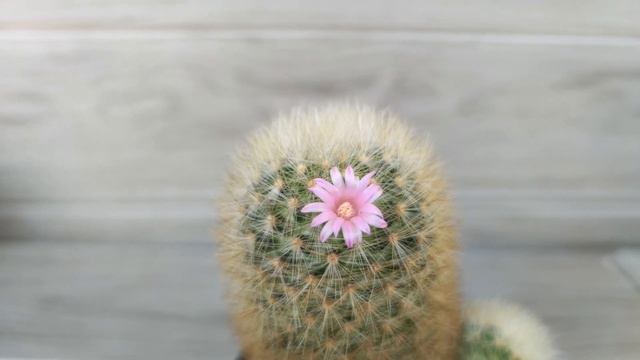 ปาดแคคตัส แมมเลาอ้าย 1 ปีผ่านไป โตได้แค่ไหน? Mammillaria Laui 1 Year Cutting смотреть онлайн
