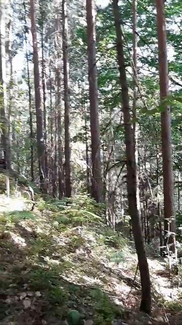 forest смотреть онлайн