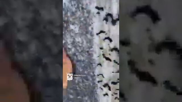 Комары атаковали жителей Якутии смотреть онлайн