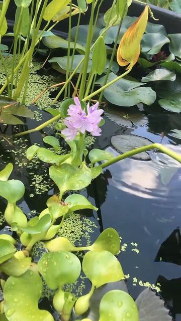 Water Hyacinth Timelapse смотреть онлайн