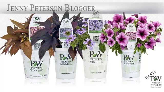 Proven Winners® Gardener Channel: Proven Winners® Snow Princess™ Lobularia смотреть онлайн