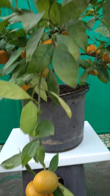 малина маравилла(3) смотреть онлайн