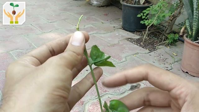 How to Grow Arabian Jasmine Mogra from Cuttings | Part 1 смотреть онлайн