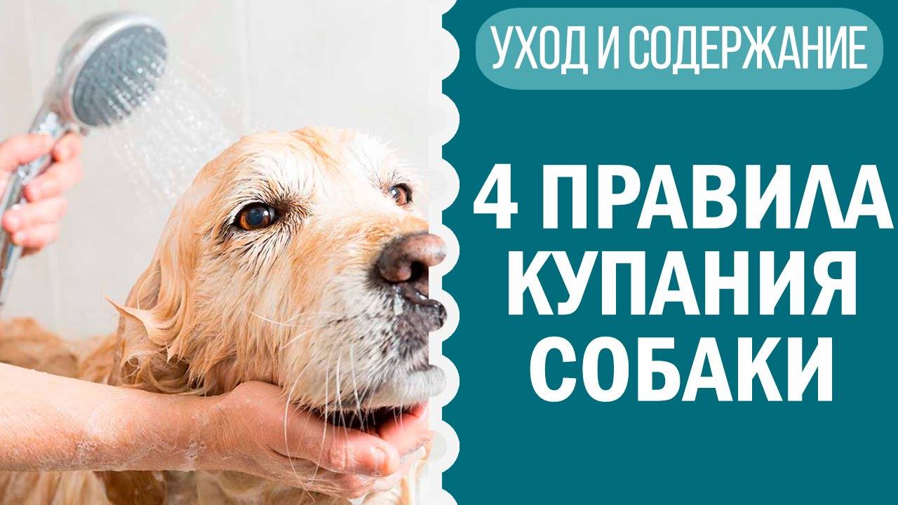 Как мыть собаку дома? Купание чихуахуа Софи — легко! смотреть онлайн