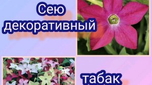 Декоративный табак Саратога. Посев и условия.