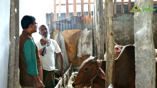 Krishichitra 346, আগে গরু পালন শিখুন, পড়ে গরুর খামার শুরু করুন ।Cow Farm in Bangladesh смотреть онлайн