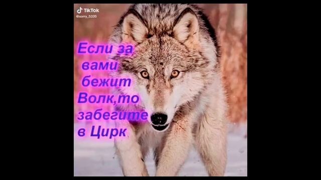 цитаты волка из тик тока №1 смотреть онлайн