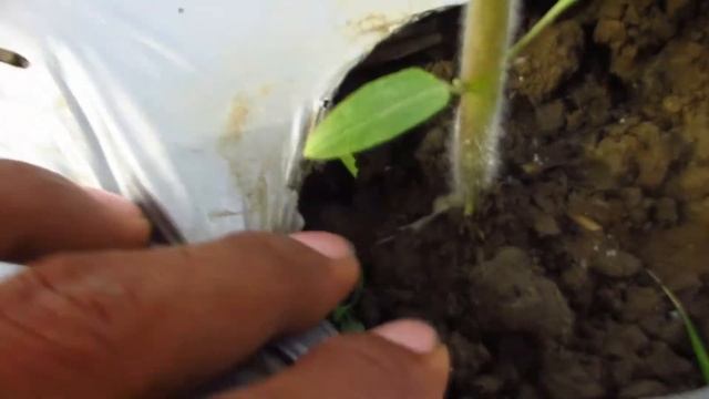 Bacterial wilt ng kamatis: Anu-ano ang mga dapat gawin? смотреть онлайн