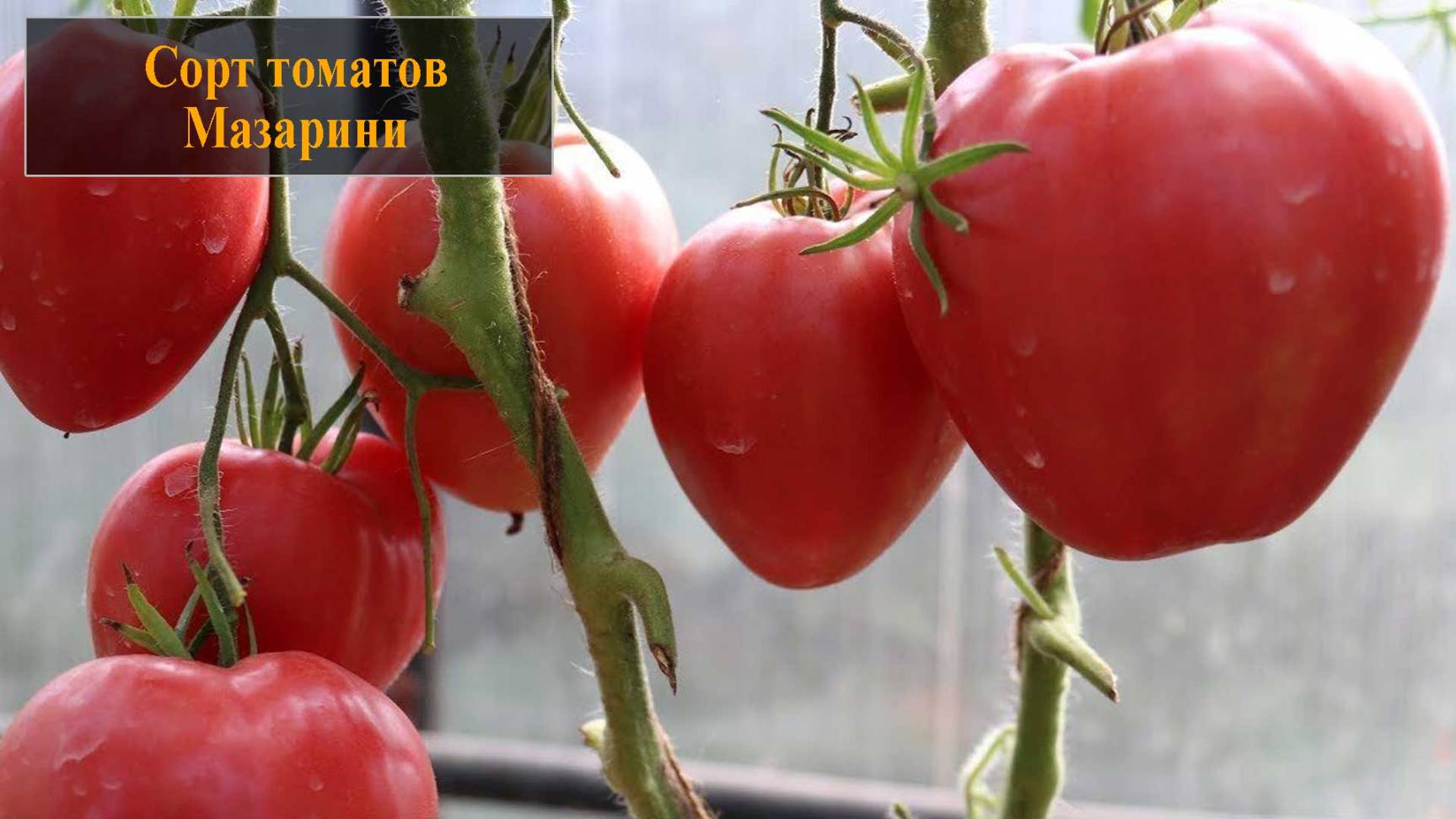 Томаты сорта Мазарини смотреть онлайн