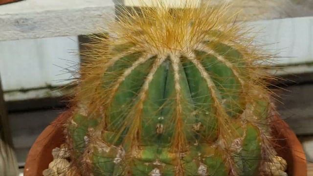 NOTOCACTUS MAGNIFICUS CACTUS
