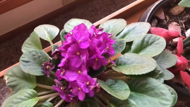 🌴Lovely vintage glassware, huge beautiful African violet and houseplants🌴 смотреть онлайн