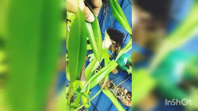 nepenthes mirabilis x reinwardtiana смотреть онлайн