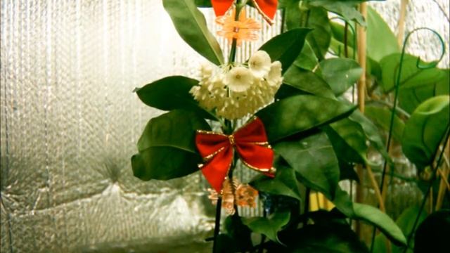 campanulata Christmas.wmv смотреть онлайн