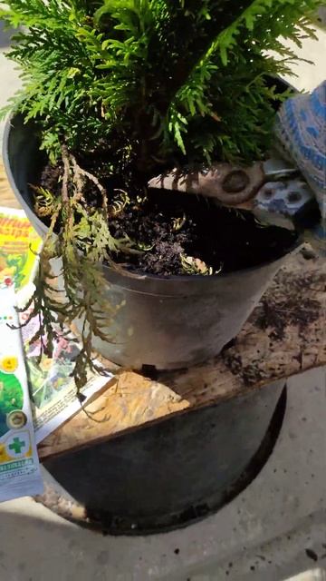 сохнут ветки у туй Даника .что мы делаем.#дача #garden #plants #сад #природа смотреть онлайн