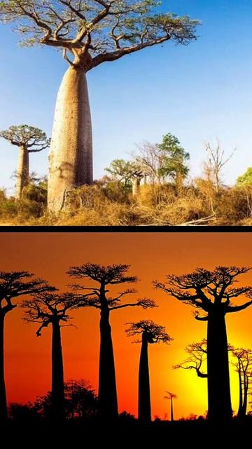 Africa's tree of life, #baobabtree, #shorts, #Africa смотреть онлайн