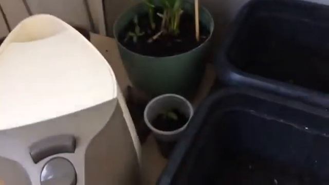 Как вылечить любое растение от засыхания листьев 🥑🌿🌾🌾 смотреть онлайн