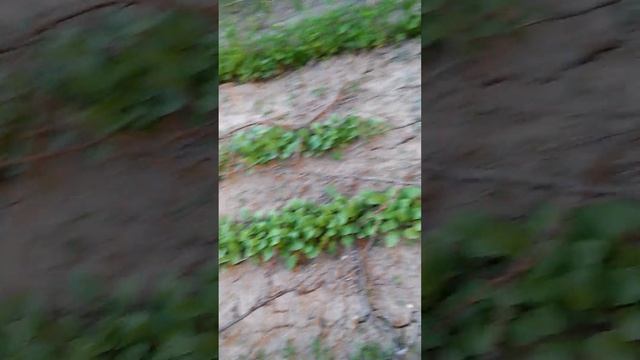 Огород развивается