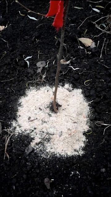 Продам саженцы фундука+трапезунд смотреть онлайн