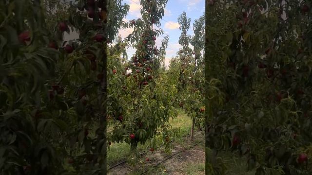 Nektarin bağı смотреть онлайн