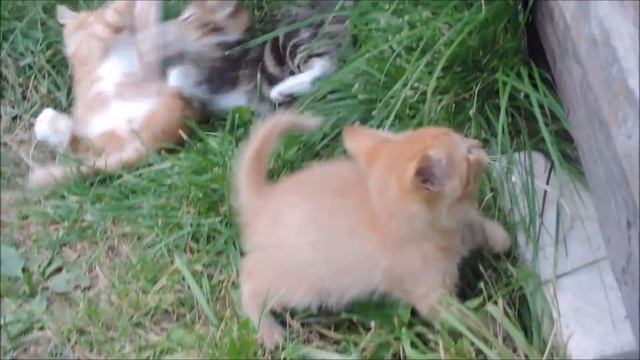 Рыжик 25 08 18 смотреть онлайн