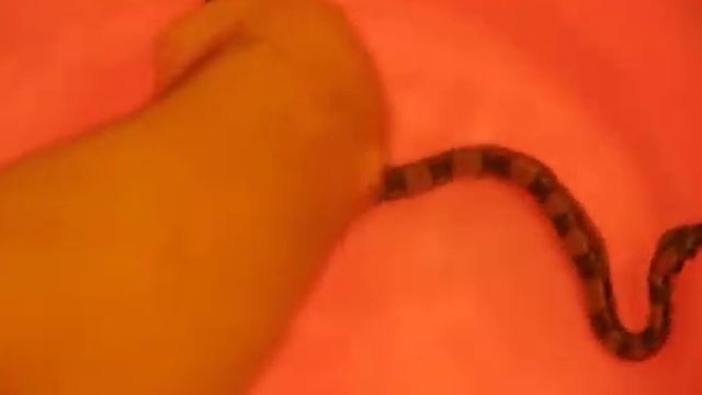 www.MyReptile.ru_ Наше разведение Boa Constrictor Imperator смотреть онлайн