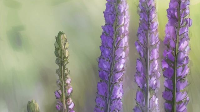 Lavandula angustifolia Mill flowers смотреть онлайн