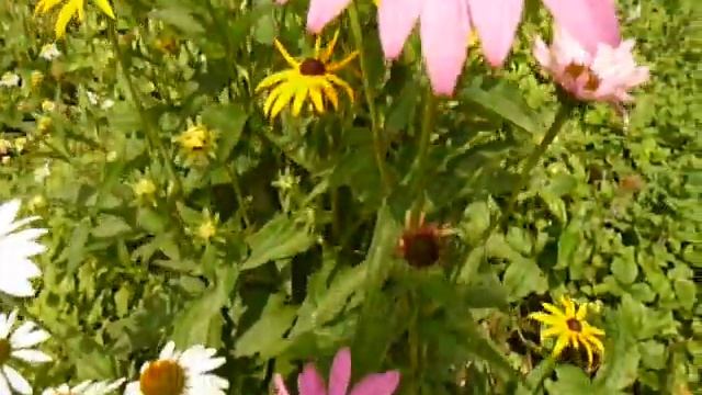 Echinacea flowers in my bio-garden in linz, Austria 2012 смотреть онлайн