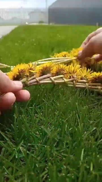 как сплести венок из одуванчиков смотреть онлайн