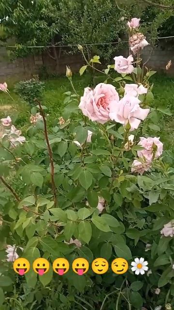 дикие природа смотреть онлайн