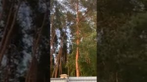ОТ ВРЕДИТЕЛЯ…ОЧЕНЬ СИЛЬНЫЙ ЗАГОВОР…ДЛЯ ВСЕХ…| ИНГА ХОСРОЕВА | ВЕДЬМИНА ИЗБА