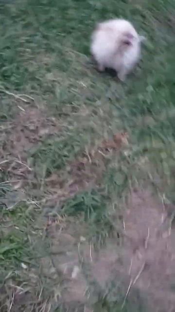 Бэлла, шпиц, инвалид((🐶 смотреть онлайн