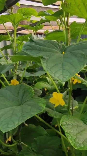 ОГУРЦЫ КУРАЖ У ЗАБОРА 🥒🥒🥒🪣🌿💯❤️... смотреть онлайн