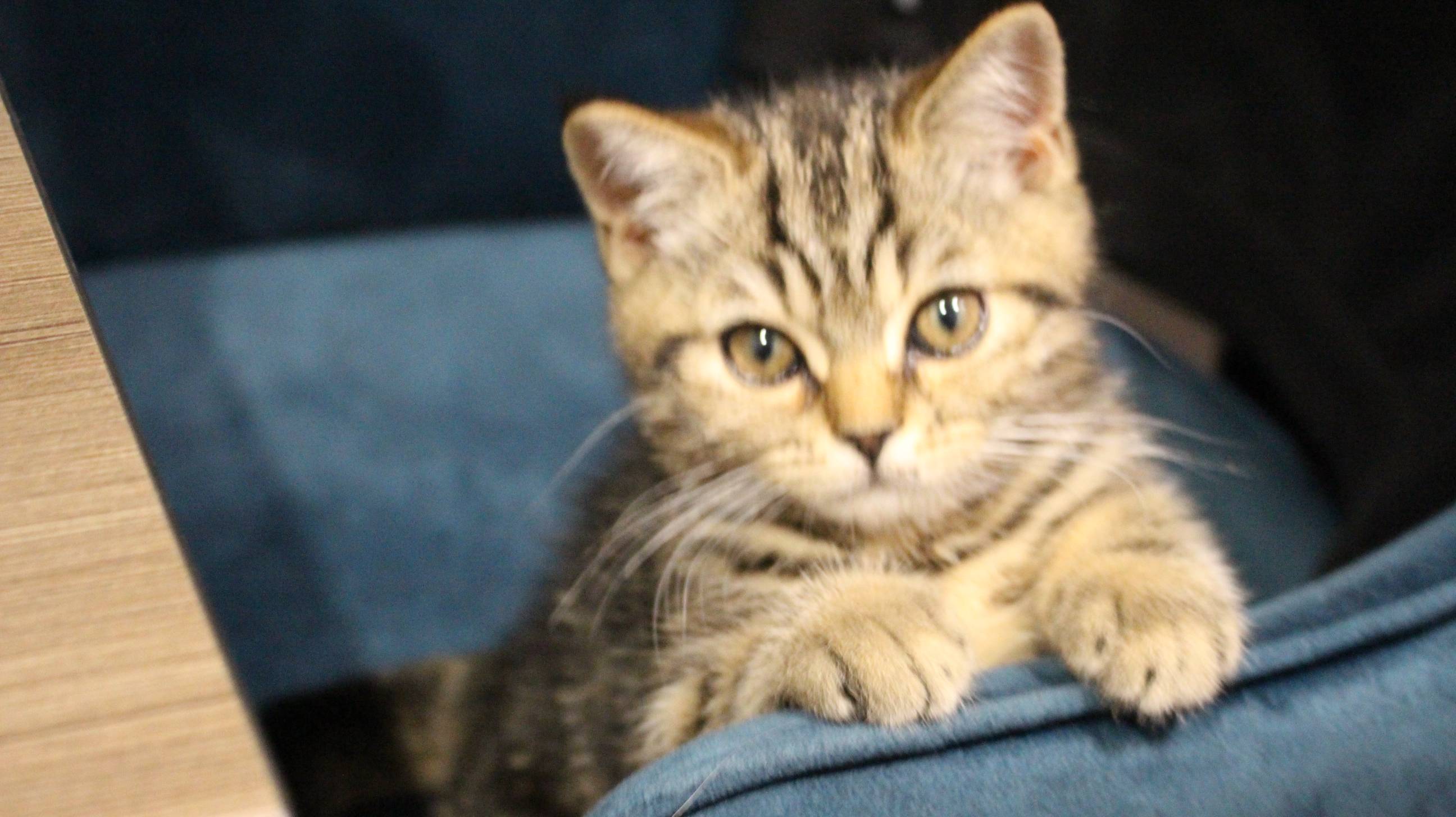 КОТЫ 2 смотреть онлайн