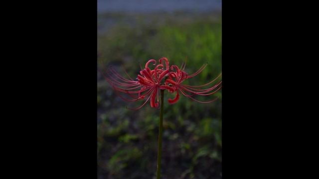Lone Spider Lily at Twilight смотреть онлайн