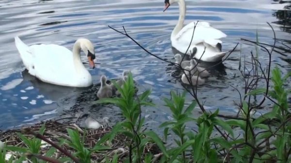 Swan's nest with eggs and birth of cygnets