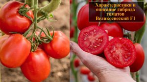 Характеристики и описание гибрида томатов Великосветский F1