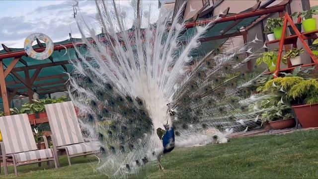 хОсты и хвостЫ смотреть онлайн