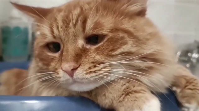 Красавец! Кот Персик смотреть онлайн