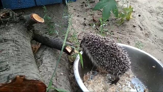 Маленький ёжик кушает из миски собачки смотреть онлайн
