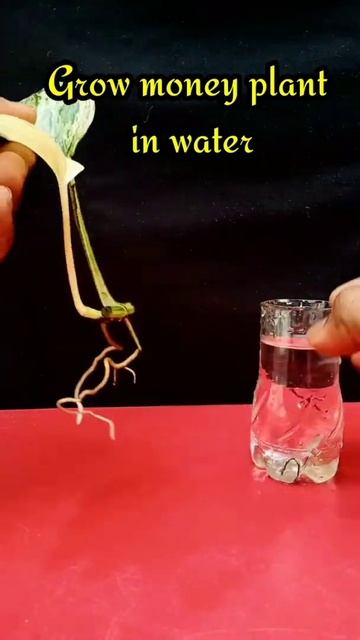 grow money plant in water #shorts смотреть онлайн