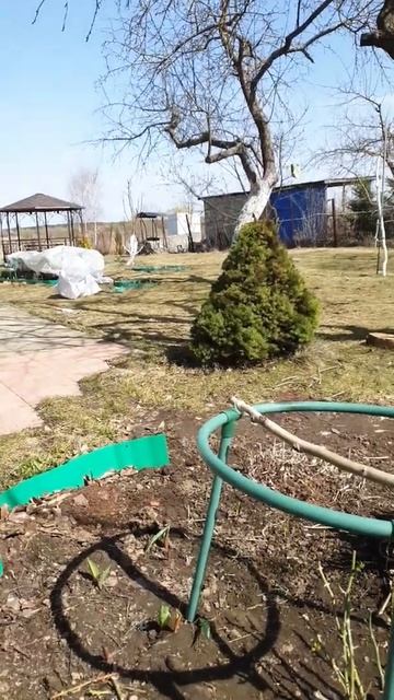 Открыли розы! Скоро-скоро увидим цветы) #shorts смотреть онлайн